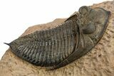 Excellent Zlichovaspis Trilobite - Lghaft, Morocco #310516-3